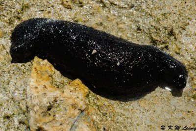 Sea cucumber (DSC_4338)