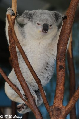 Koala (DSC_4463)