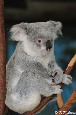 Koala (DSC_4467)