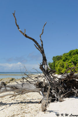 Lady Musgrave Island (DSC_4359)