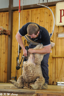Sheep shearing (DSC_4513)