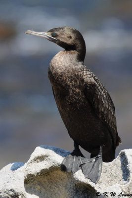 Little Black Cormorant (DSC_3333)