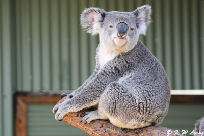 Koala (DSC_3545)