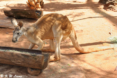 Kangaroo (DSC_3595)