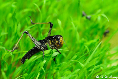 Grass Hopper (DSC_3508)