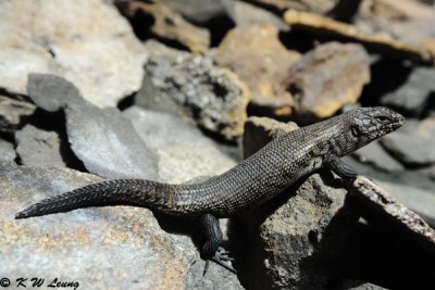 Lizard (DSC_3537)