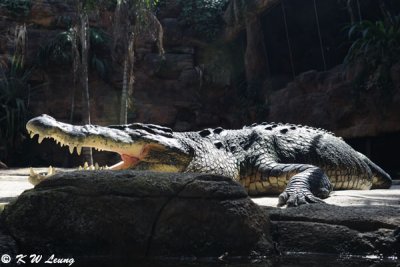 Crocodile (DSC_3543)