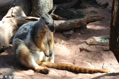Kangaroo (DSC_3617)