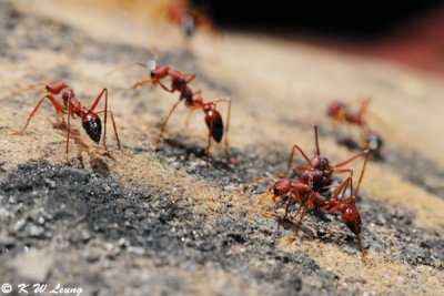 Ants (DSC_3483)