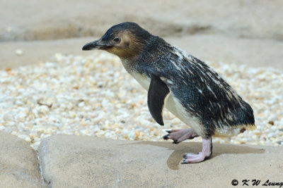 Penguin (DSC_4126)