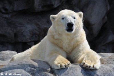 Polar bear (DSC_4138)