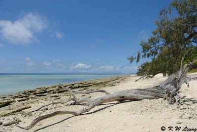 Lady Musgrave Island (DSC_4343)