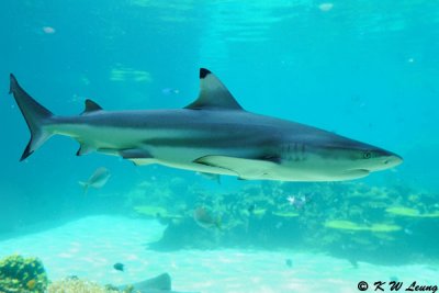 Shark (DSC_4033)