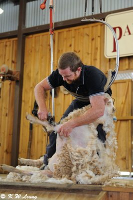 Sheep shearing (DSC_4527)