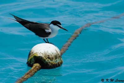 Bridled Tern (DSC_4268)