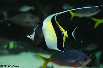 Angelfish (DSC_3461)