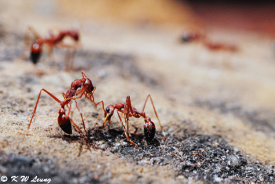 Ants (DSC_3491)