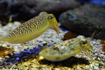Cuttlefish (DSC_3427)