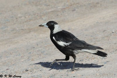 Australian Magpie (DSC_4673)