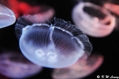 Jellyfish (DSC_3404)