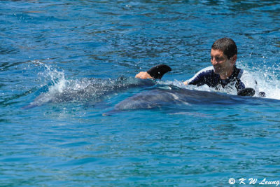 Dolphin Show (DSC_3930)