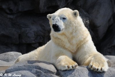 Polar bear (DSC_4134)