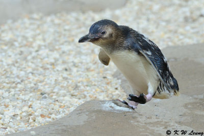 Penguin (DSC_4120)