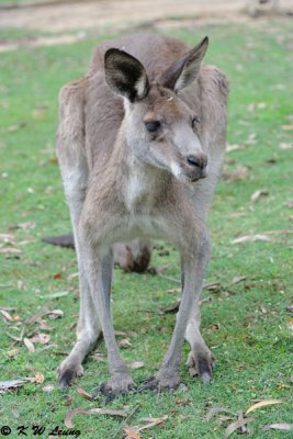 Kangaroo (DSC_4468)