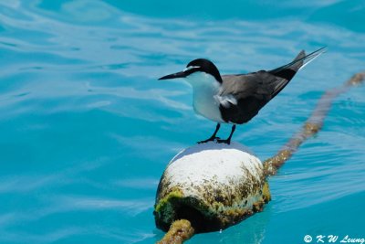 Bridled Tern (DSC_4265)