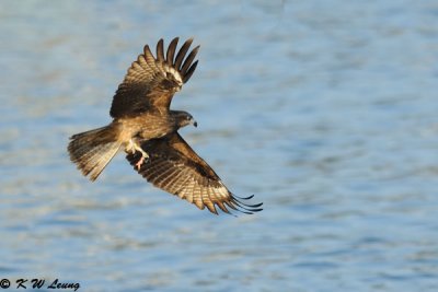 Black Kite DSC_6747