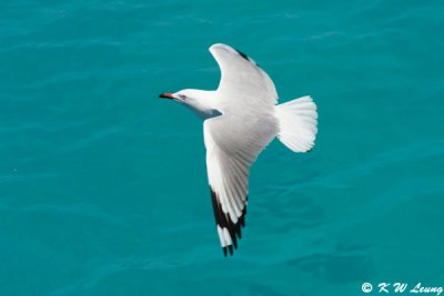 Gull (DSC_4236)