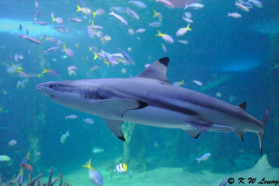 Shark (DSC_3459)