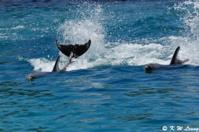 Dolphin Show (DSC_3903)