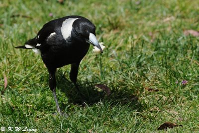 Australian Magpie (DSC_4696)