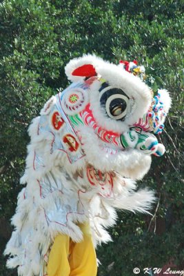 Lion Dance DSC_1424