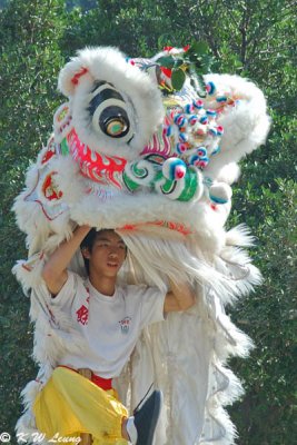 Lion Dance DSC_1418