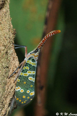 Lantern-fly DSC_4007