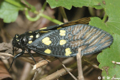 Spotted Black Cicada 01