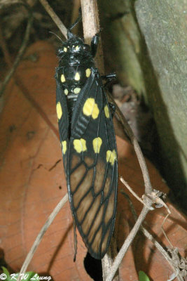 Spotted Black Cicada 02