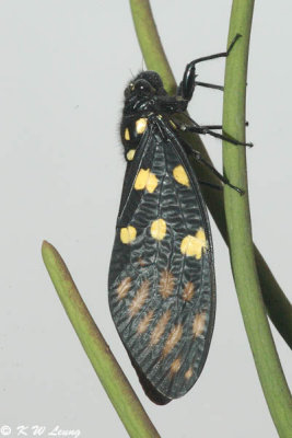 Spotted Black Cicada DSC_5462