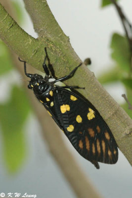Spotted Black Cicada DSC_5473