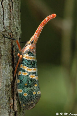 Lantern Fly DSC_7572