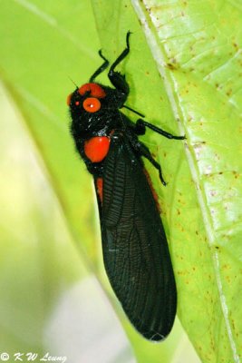 Red-nosed Cicada 01