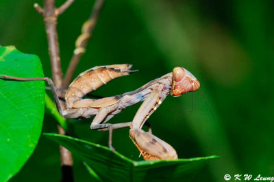 Mantis (螳螂)
