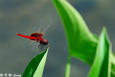 Urothemis signata signata