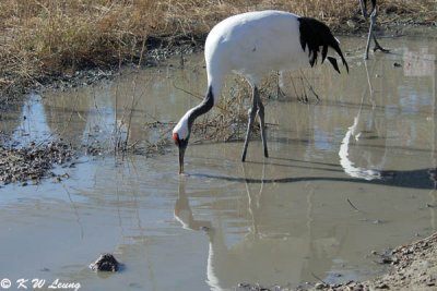 Red-crowned crane DSC_5979