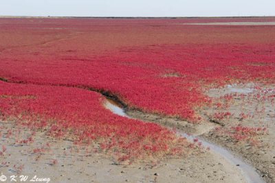 Red Seabeach