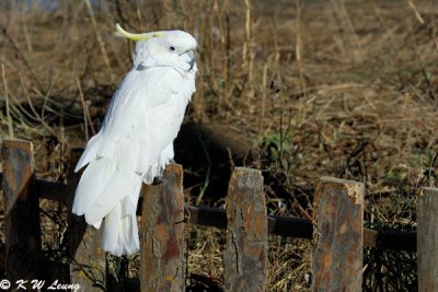 Yellow-Crested Cockatoo DSC_5992