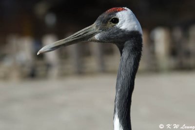 Red-crowned crane DSC_6014