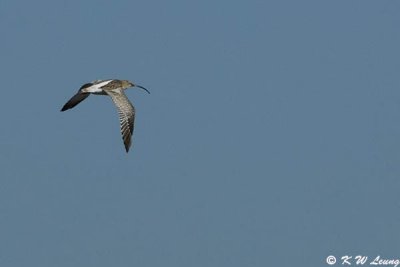 Eurasian Curlew in flight